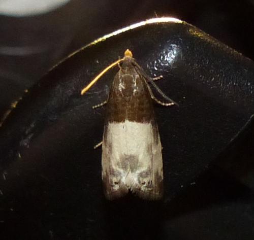 Notocelia cynosbatella